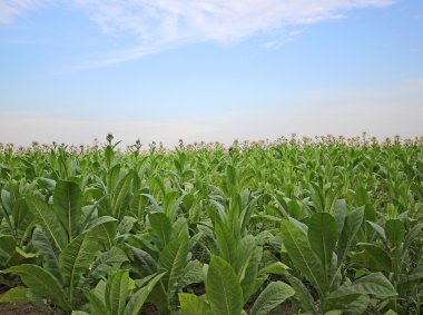 tobbaco ekimi Polonya