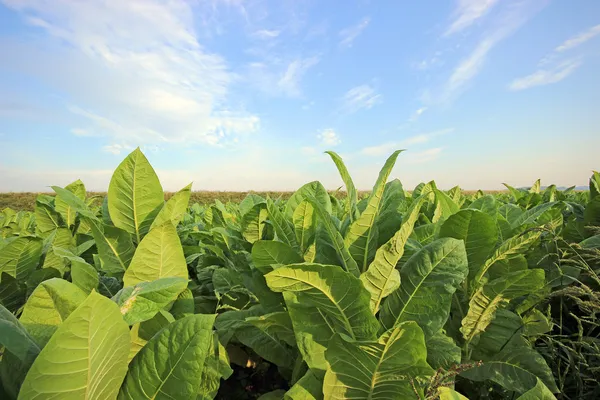 Tabak plantage in Polen Stockafbeelding