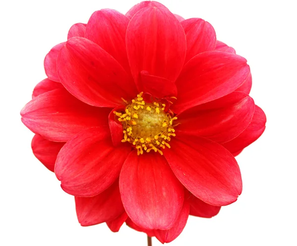 dahlia kırmızı çiçek