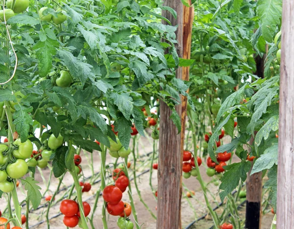 Ripened tomatoes in the greenhouse