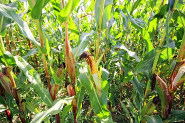 sera içinde olgunlaşmış domates