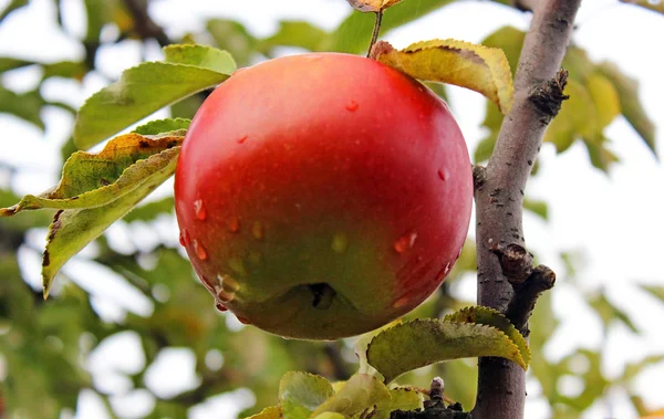 Elma dalında kırmızı elmalar — Stok fotoğraf