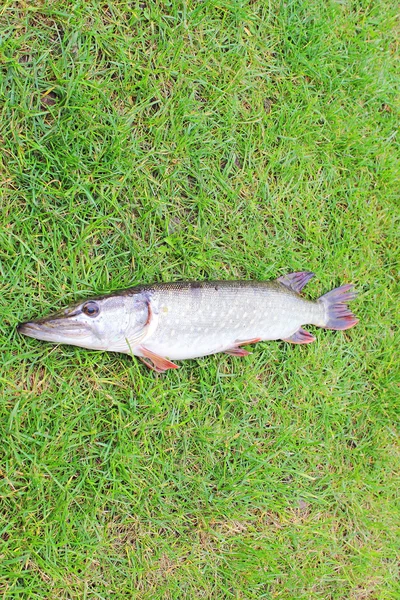 Lucio de pescado — Foto de Stock