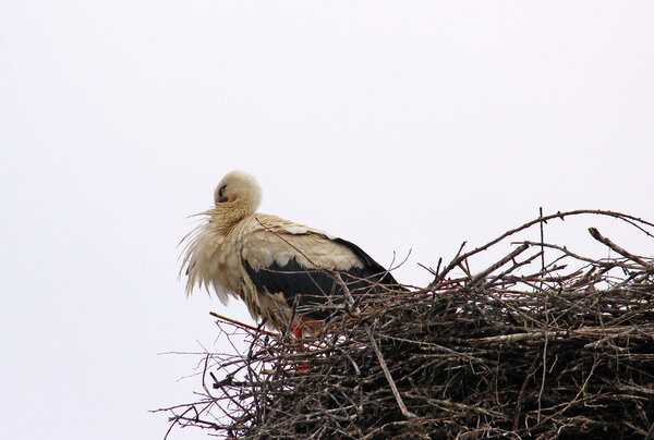 Stork in the nest