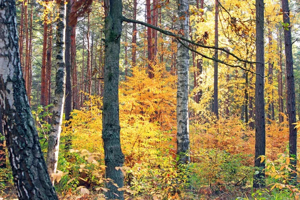 Skogen i höst — Stockfoto