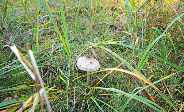 Pipa de cogumelos — Fotografia de Stock