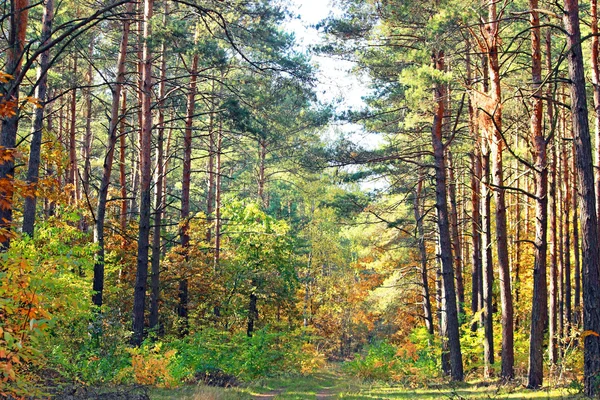 Forêt en automne — Photo