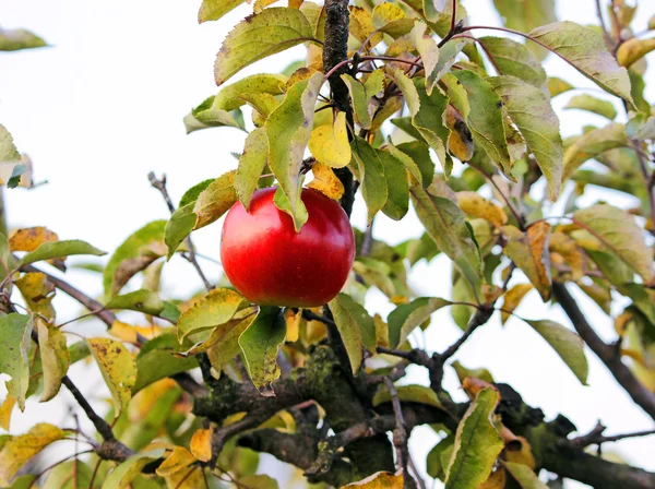 Czerwone jabłka na gałęzi jabłoni — Zdjęcie stockowe
