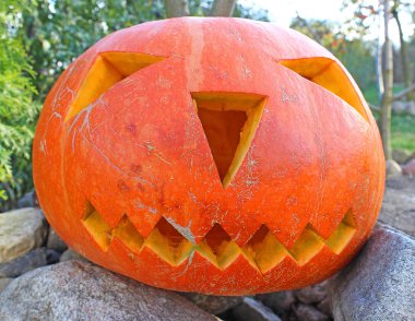 Cadılar Bayramı için balkabağı