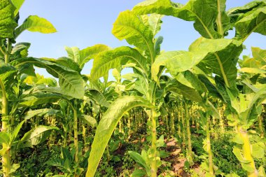 tobbaco ekimi Polonya