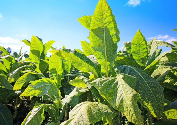 Plantação de tabaco em Polonia — Fotografia de Stock