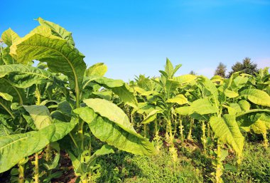 tobbaco ekimi Polonya