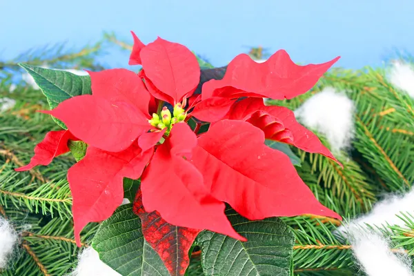 Poinsettia is een traditionele kerst bloem. — Stockfoto