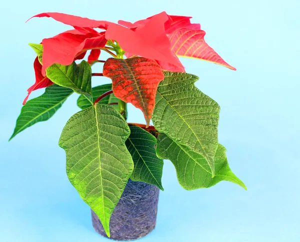 Poinsettia es una flor tradicional de Navidad . — Foto de Stock