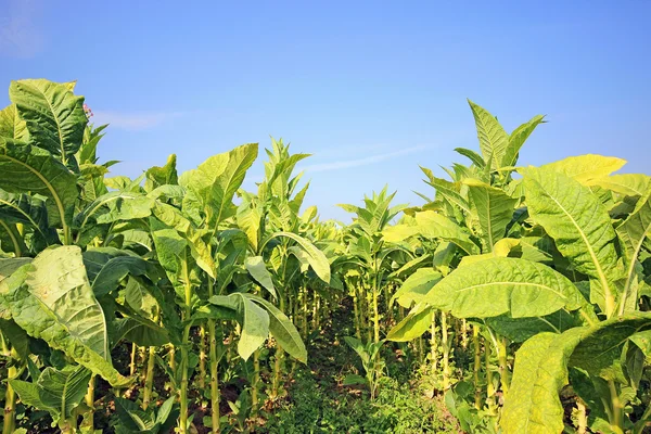 Tabákového plantáž v Polsku — Stock fotografie