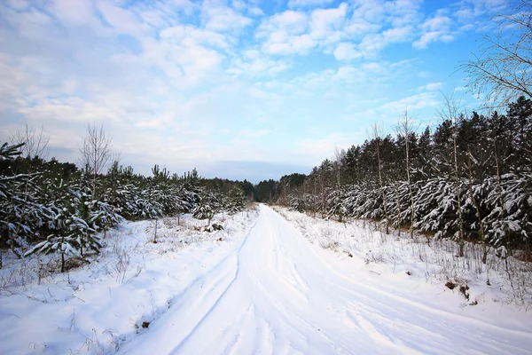 L'hiver dans une forêt en Pologne — Photo