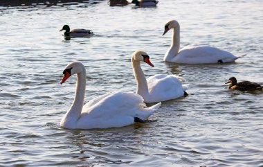 Kış nehirde yüzmeye beyaz kuğu