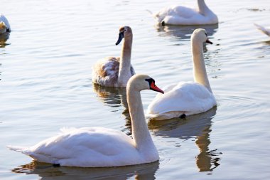 Kış nehirde yüzmeye beyaz kuğu