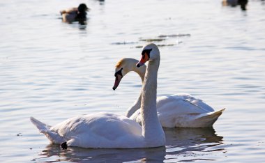 Kış nehirde yüzmeye beyaz kuğu