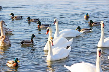 Kış nehirde yüzmeye beyaz kuğu