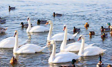 Kış nehirde yüzmeye beyaz kuğu
