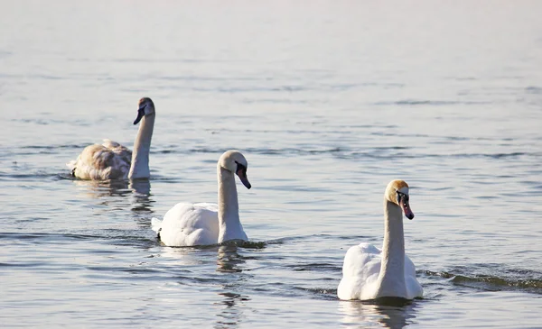 Белые лебеди зимой плавают на реке — стоковое фото