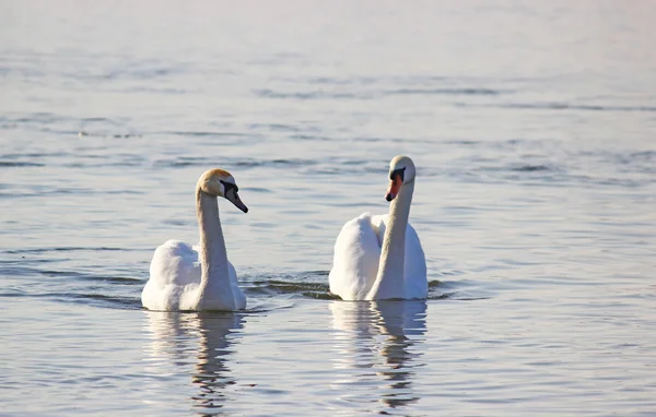 Белые лебеди зимой плавают на реке — стоковое фото