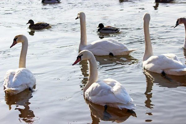 The white swans swimming on the river at winter — Stock Photo, Image