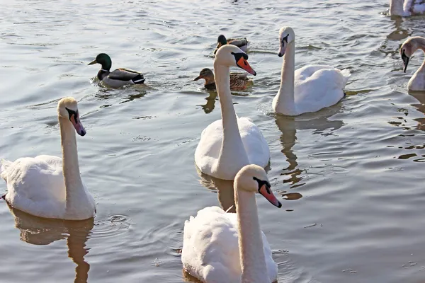 The white swans swimming on the river at winter — Stock Photo, Image