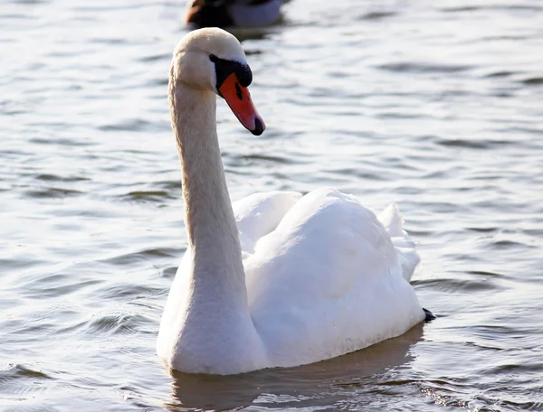 Bílé labutě, plavání na řece na zimu — Stock fotografie