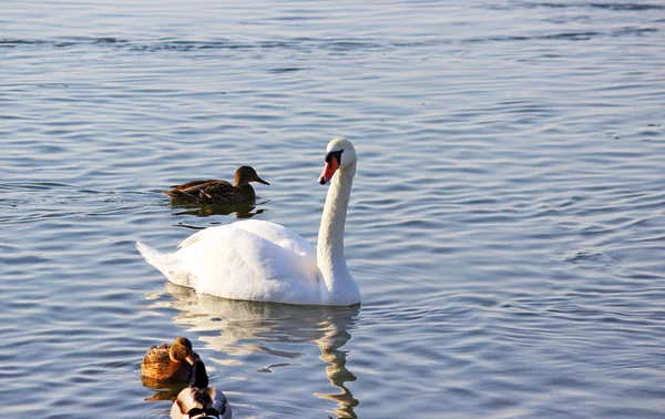 Bílé labutě, plavání na řece na zimu — Stock fotografie