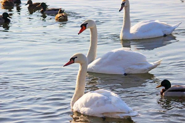 Bílé labutě, plavání na řece na zimu — Stock fotografie