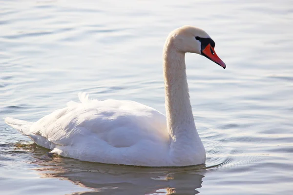 Bílé labutě, plavání na řece na zimu — Stock fotografie