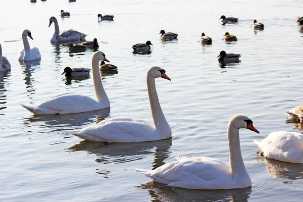 The white swans swimming on the river at winter — Stock Photo, Image