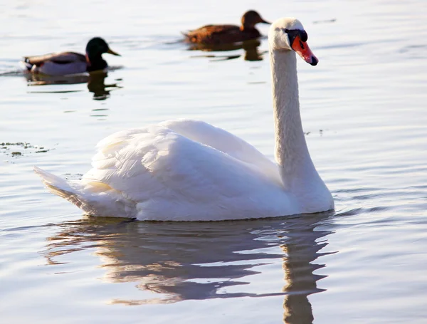 The white swans swimming on the river at winter — Stock Photo, Image