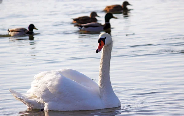 The white swans swimming on the river at winter — Stock Photo, Image