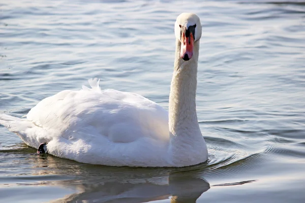 Bílé labutě, plavání na řece na zimu — Stock fotografie