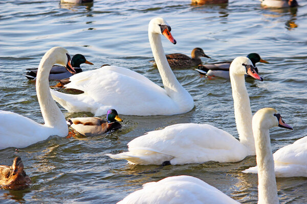 The white swans swimming on the river at winter