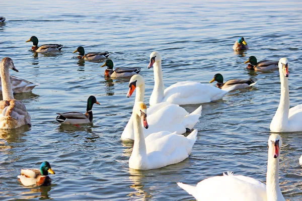 The white swans swimming on the river at winter — Stock Photo, Image