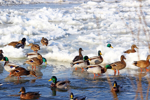 Wild ducks floating on the river in winter