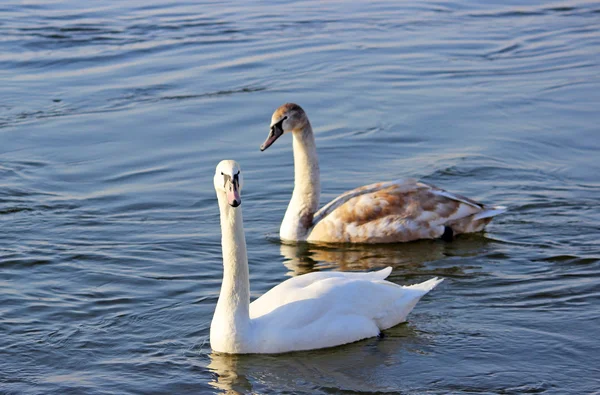 Kış nehirde yüzmeye beyaz kuğu