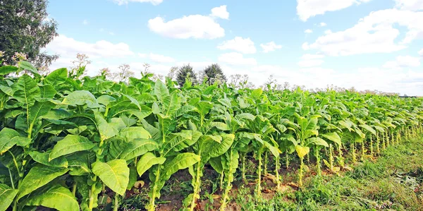 Plantação de tabaco em Polonia — Fotografia de Stock