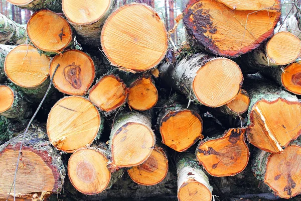 Pile of wood in the forest - birch tree — Stock Photo, Image