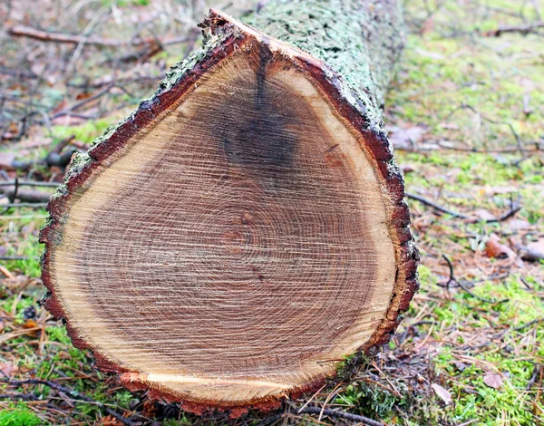 Tree oak cut — Stock Photo, Image