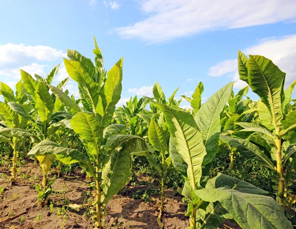 Tabakplantage in Polen — Stockfoto