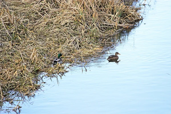 Yaban ördekleri kışın nehirde yüzen — Stok fotoğraf