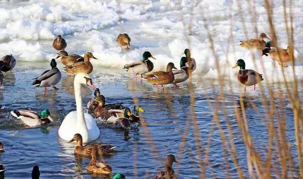 The white swans swimming on the river at winter — Stock Photo, Image