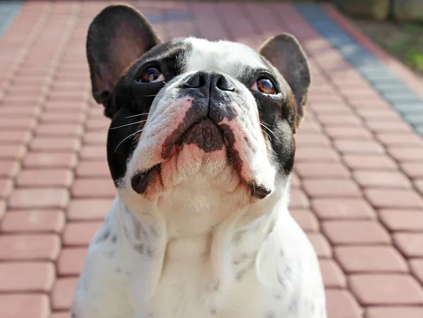 Franse bulldog — Stockfoto