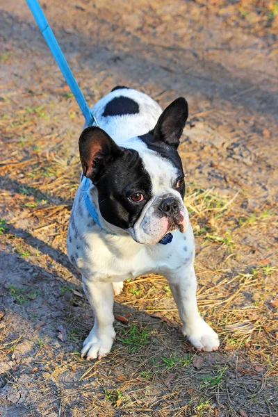 French bulldog — Stock Photo, Image