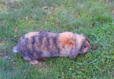 Bahçe Beyaz kar üzerinde sevimli tavşan